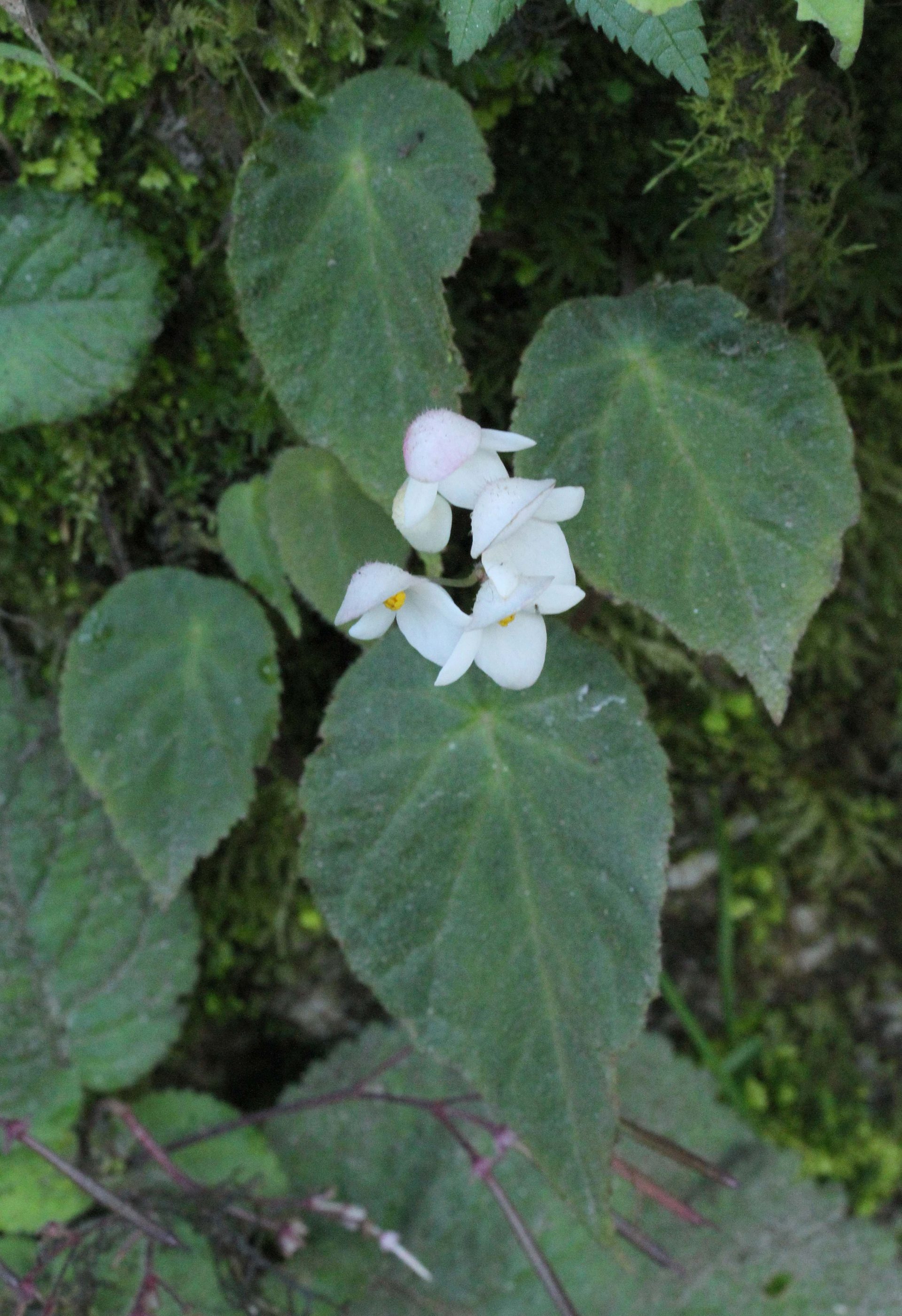 Begonia josephi — Begoniaceae