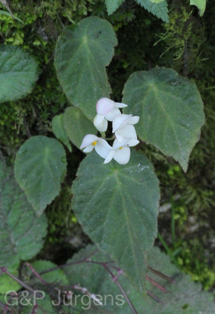 Bhutan2012 487