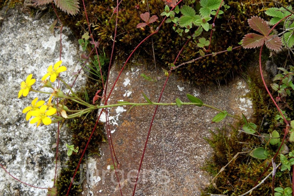 Bhutan2012 49