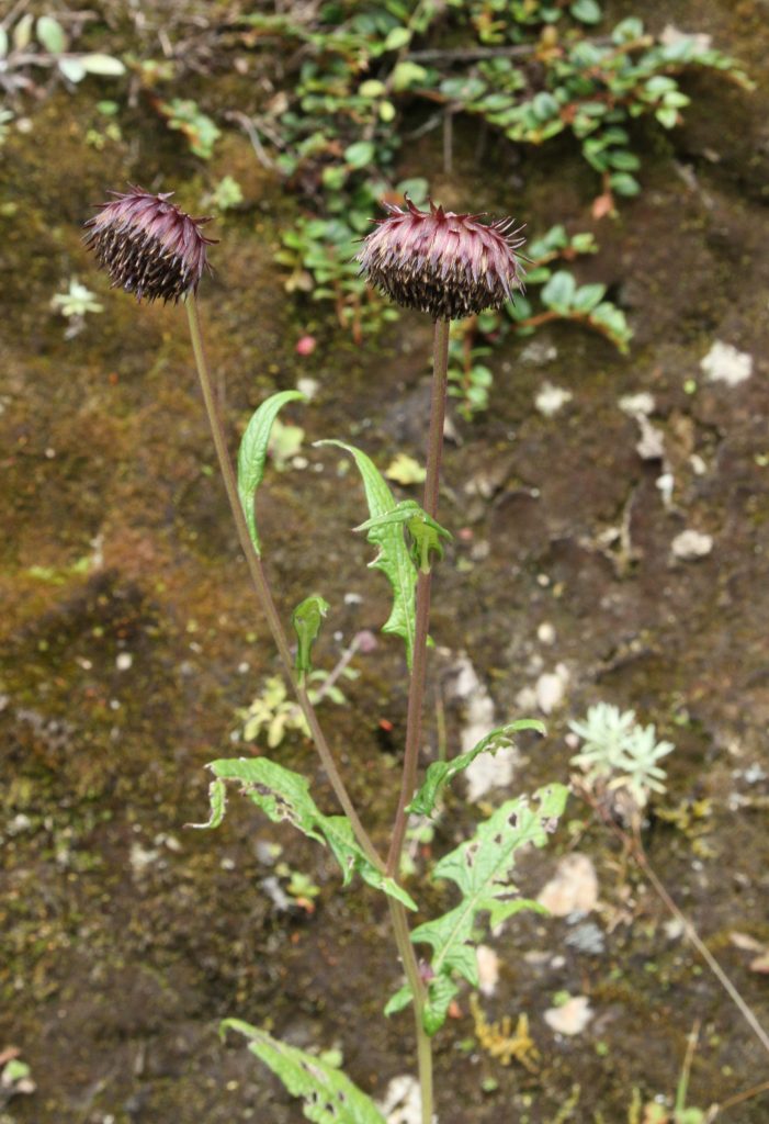 Bhutan2012 493