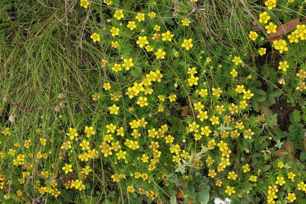 Bhutan2012 497
