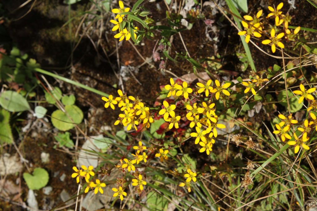 Bhutan2012 500