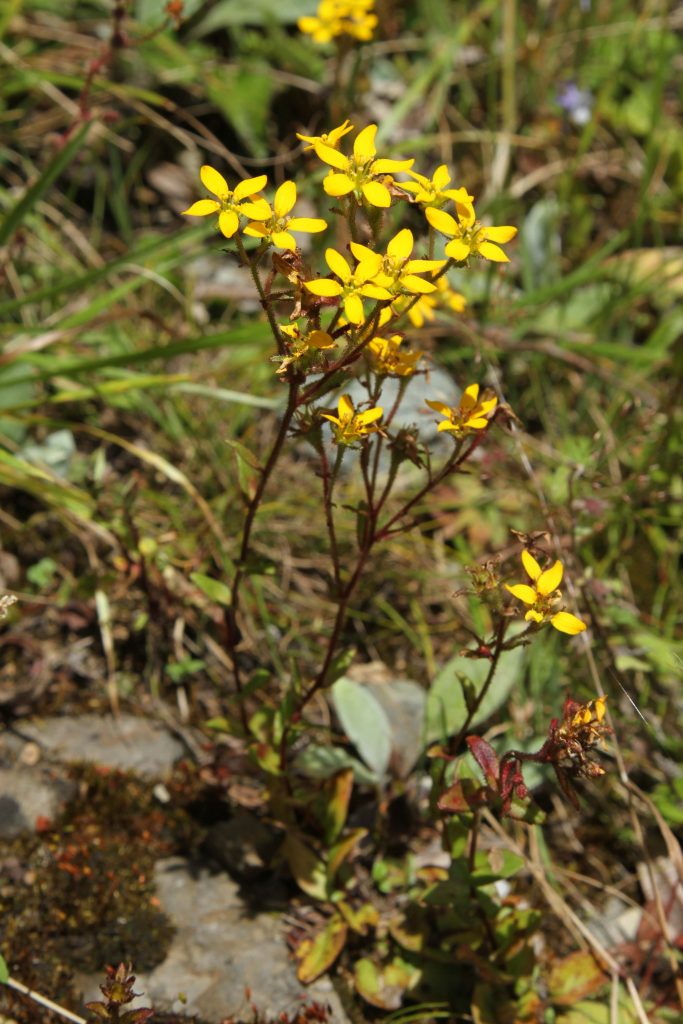Bhutan2012 501