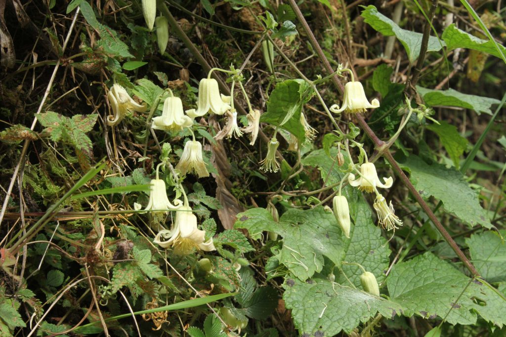 Bhutan2012 503