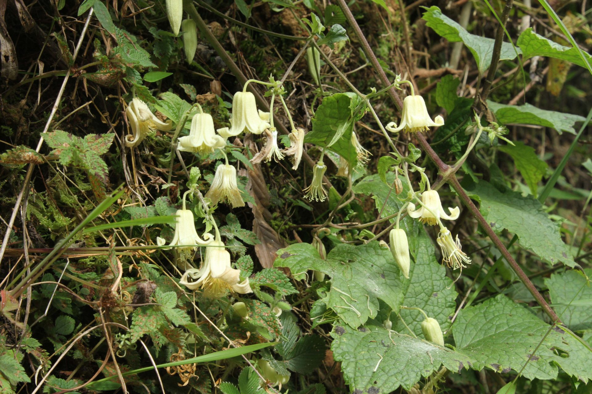 Clematis buchananiana — Ranunculaceae