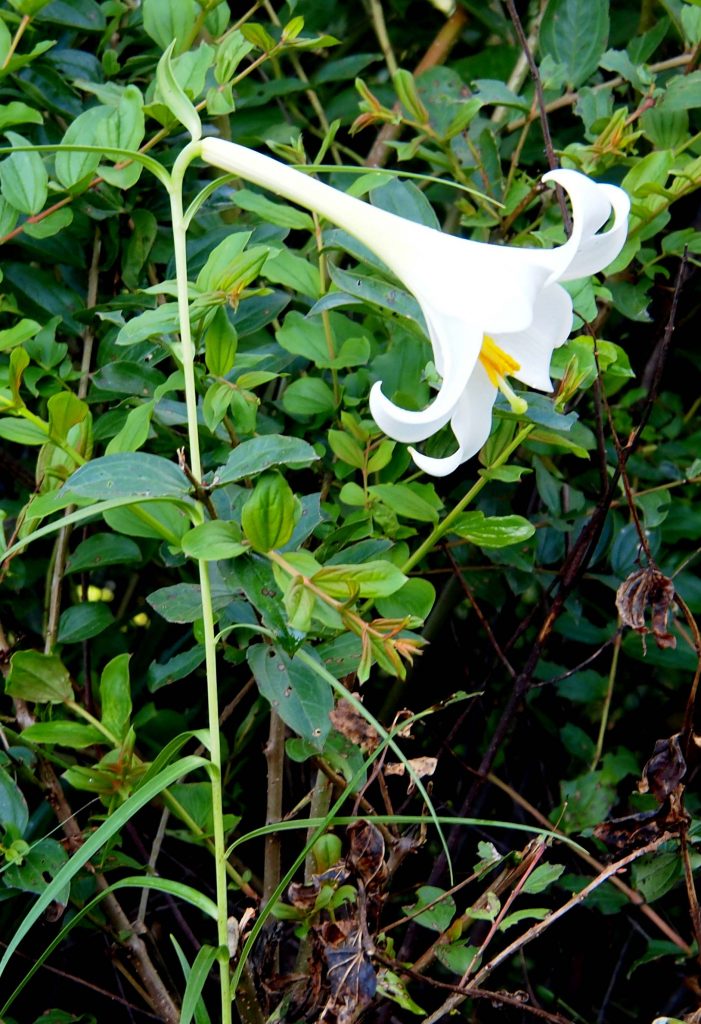 Bhutan2012 515