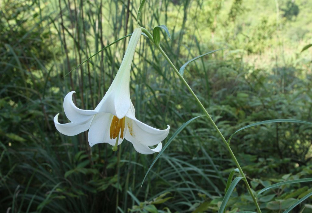 Bhutan2012 516