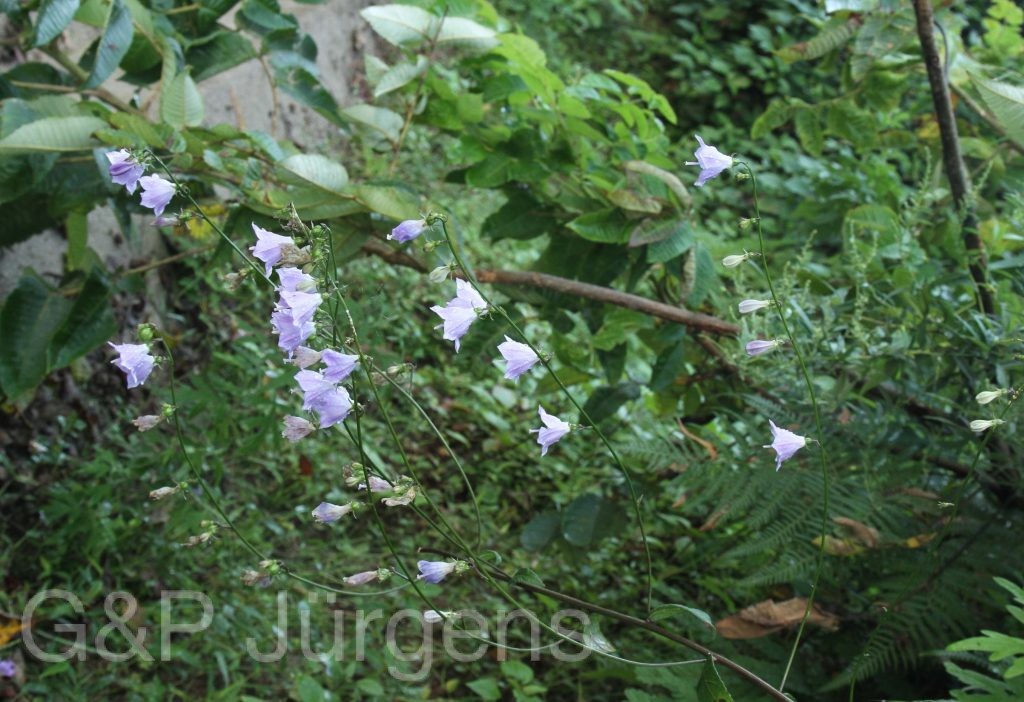 Bhutan2012 517
