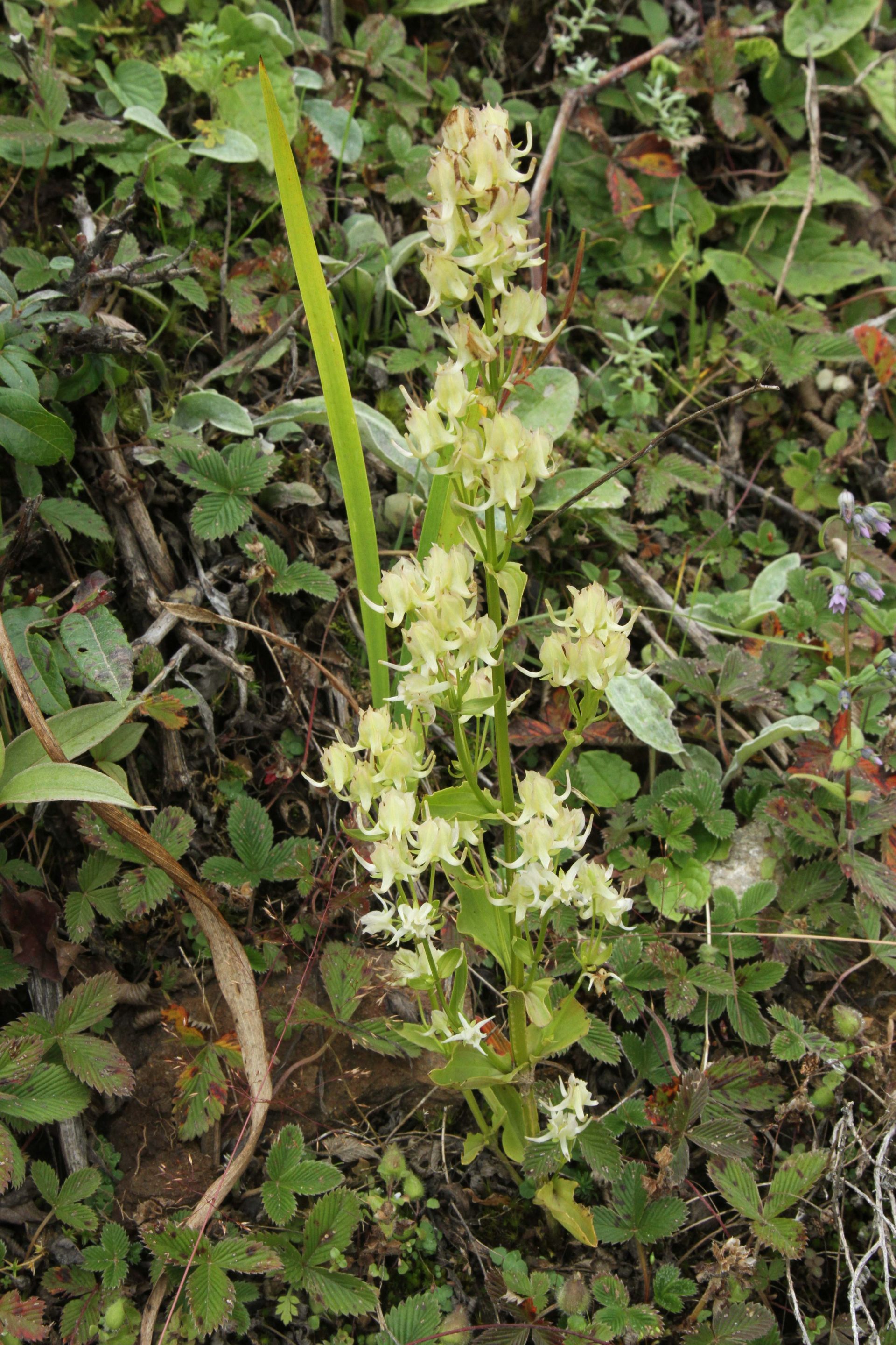 Halenia elliptica — Gentianaceae