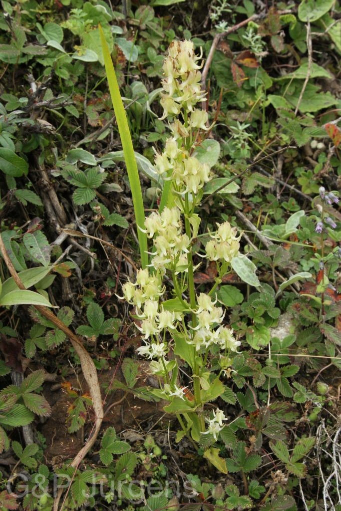 Bhutan2012 52
