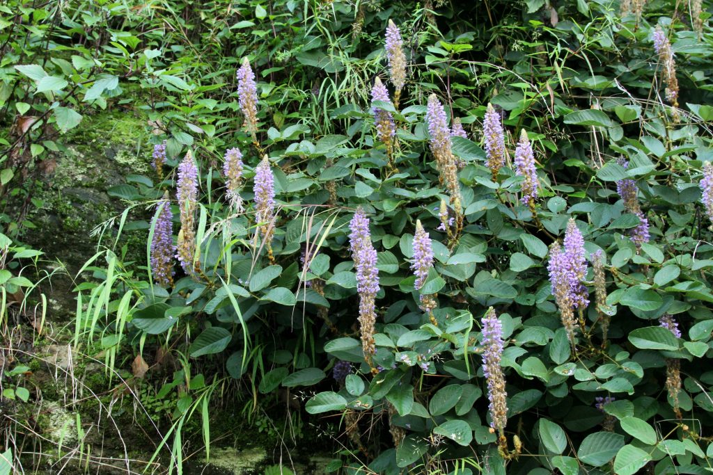 Bhutan2012 520