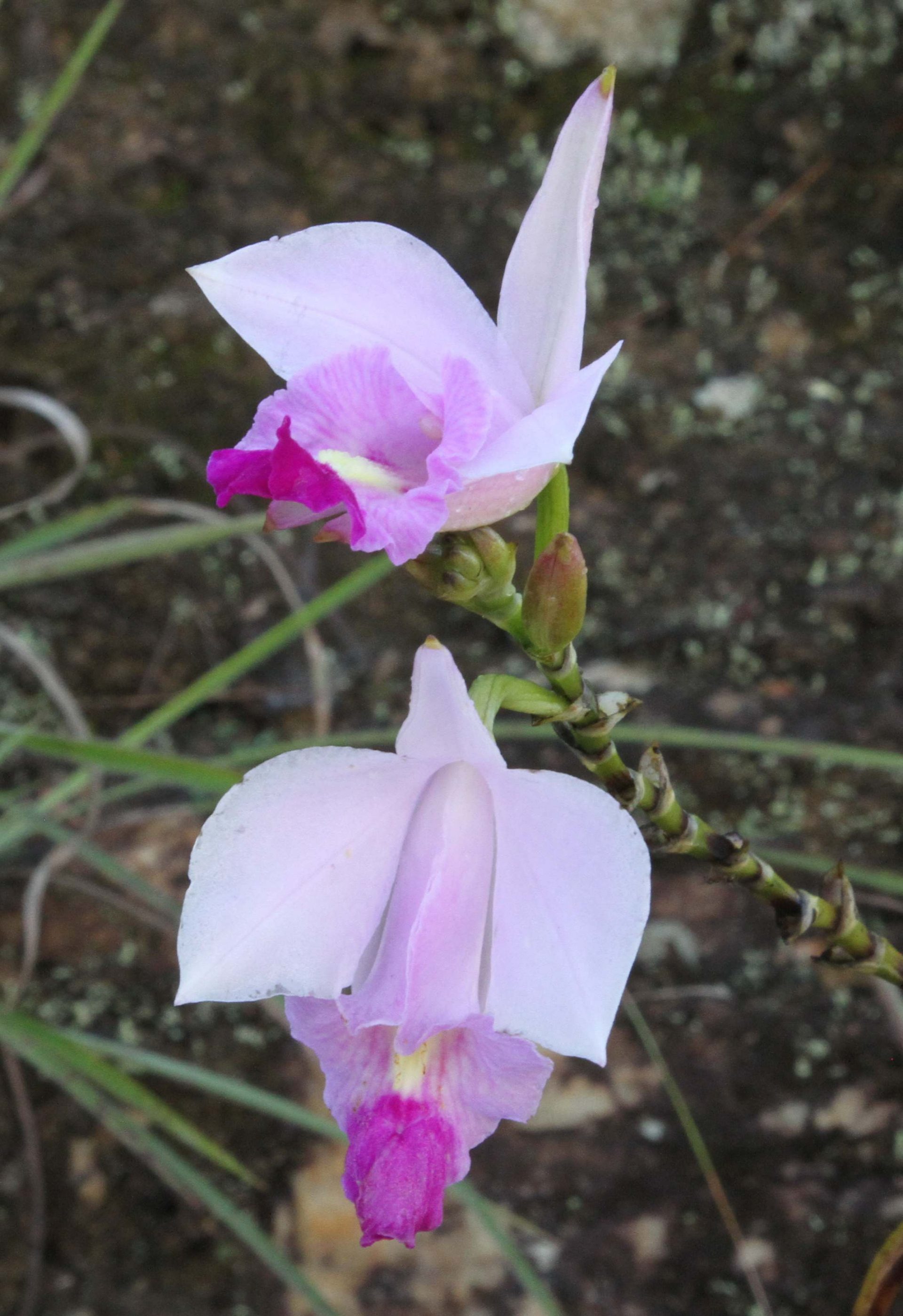 Arundina graminifolia — Orchideaceae