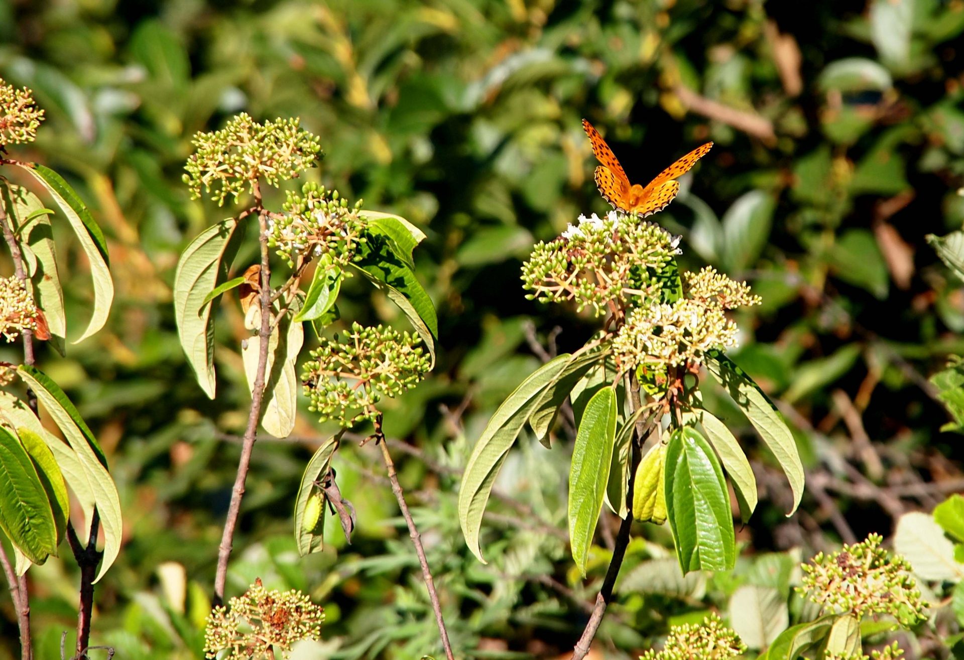 Viburnum cylindricum — Adoxaceae