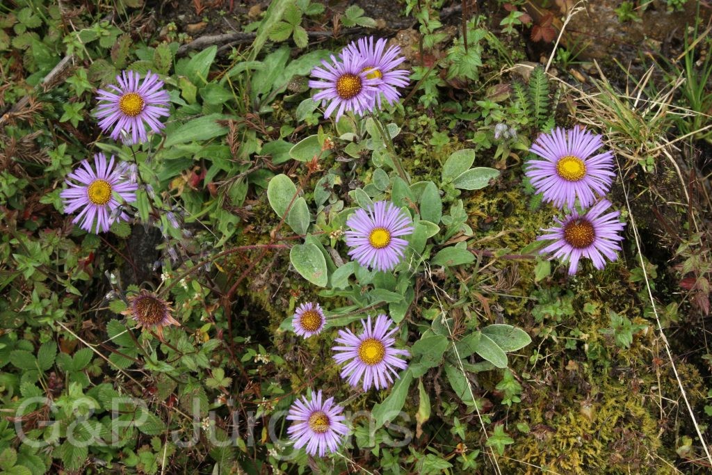 Bhutan2012 53
