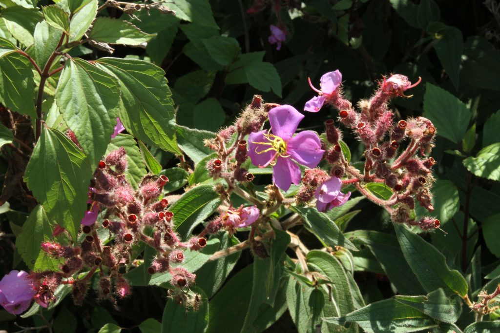 Bhutan2012 530