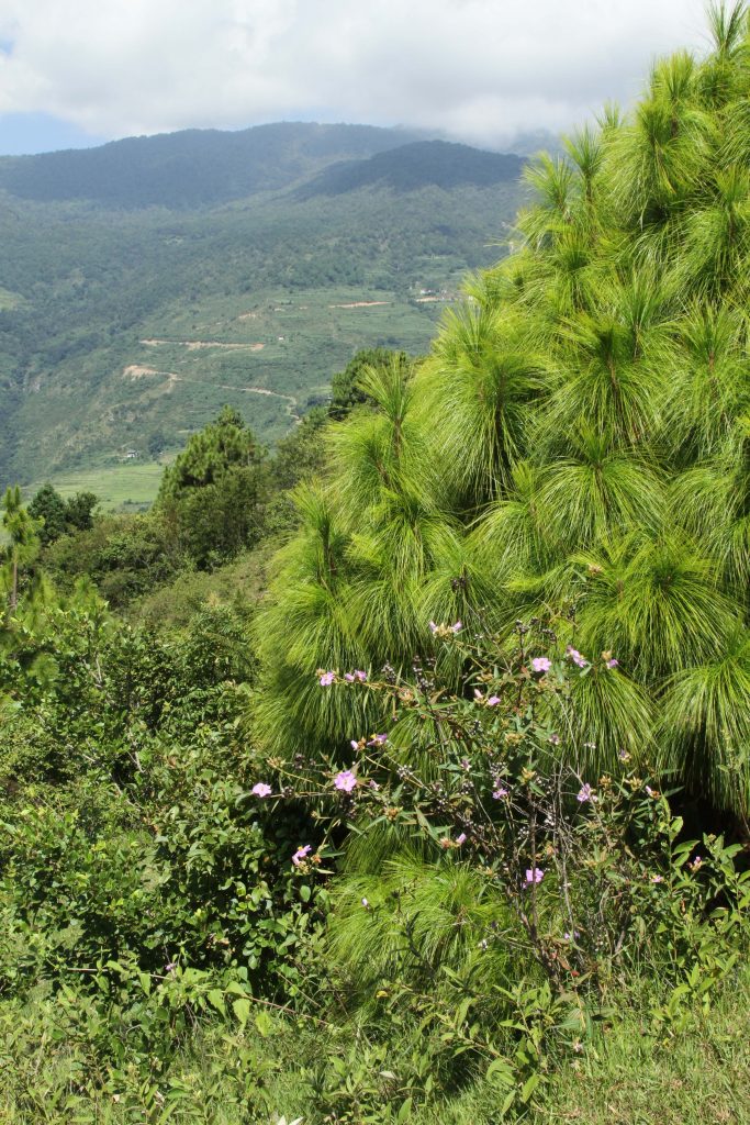 Bhutan2012 531