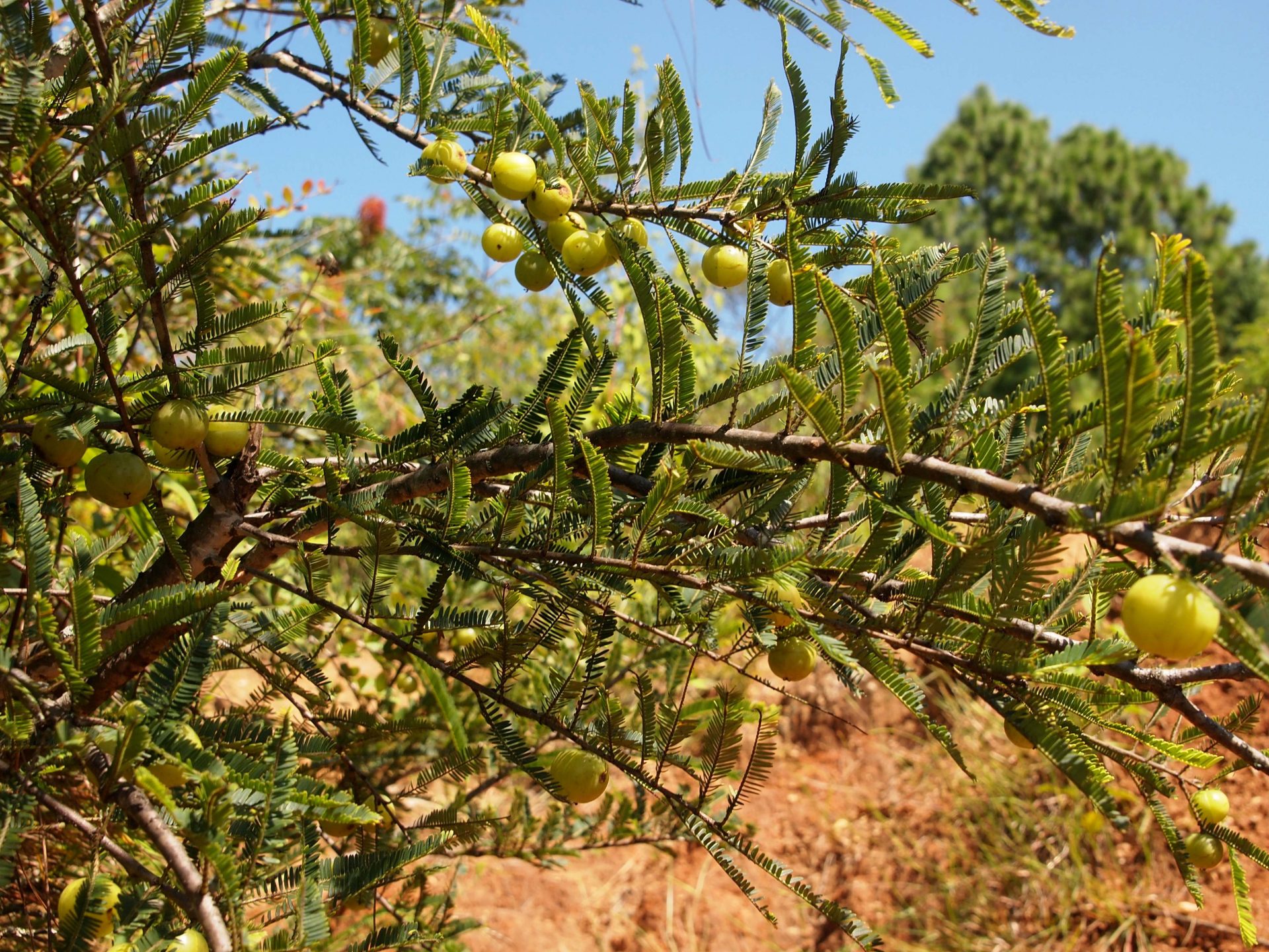 Phyllanthus emblica — Phyllanthaceae