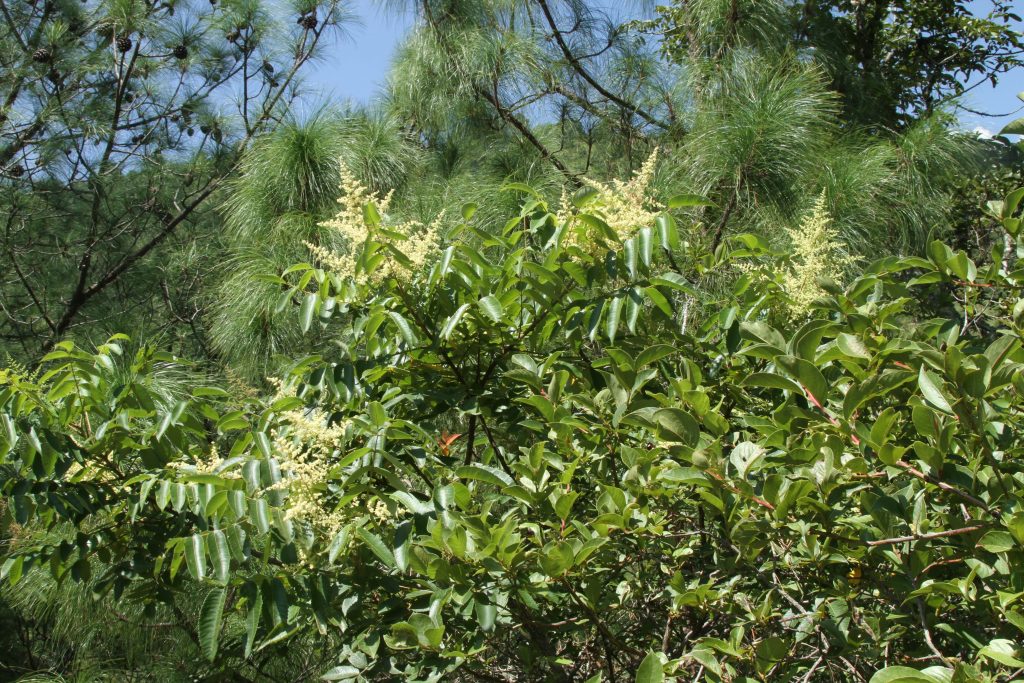 Bhutan2012 535