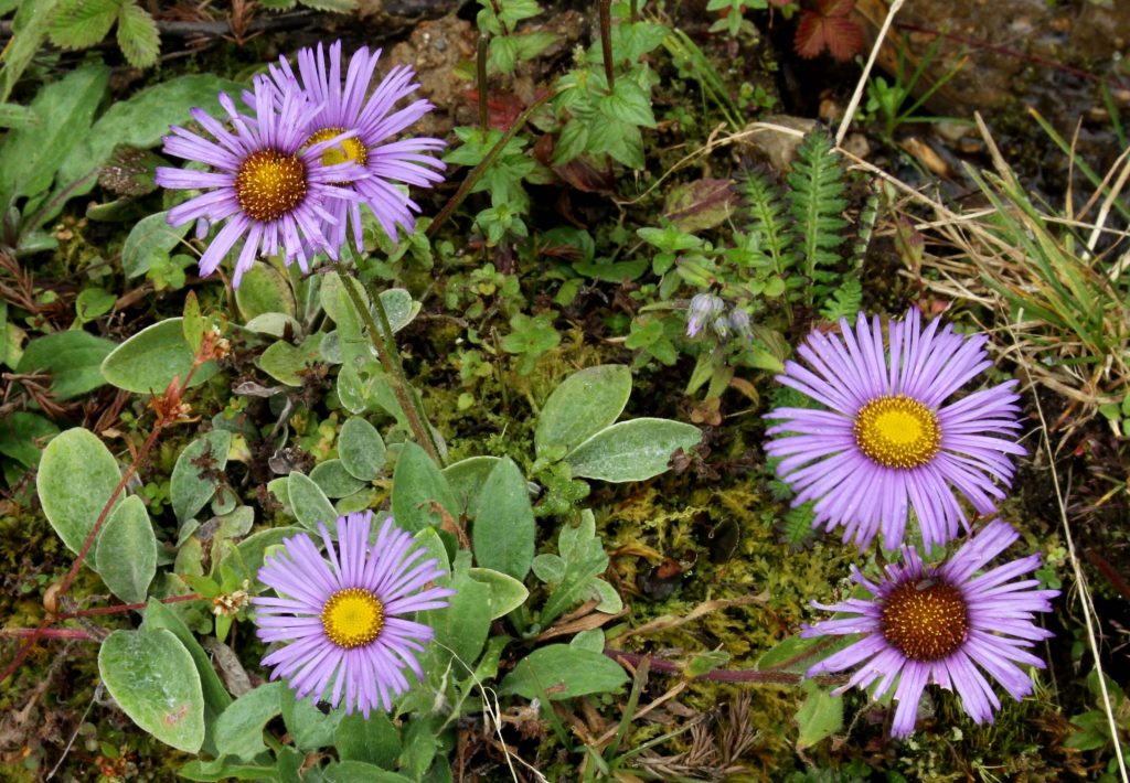 Bhutan2012 55