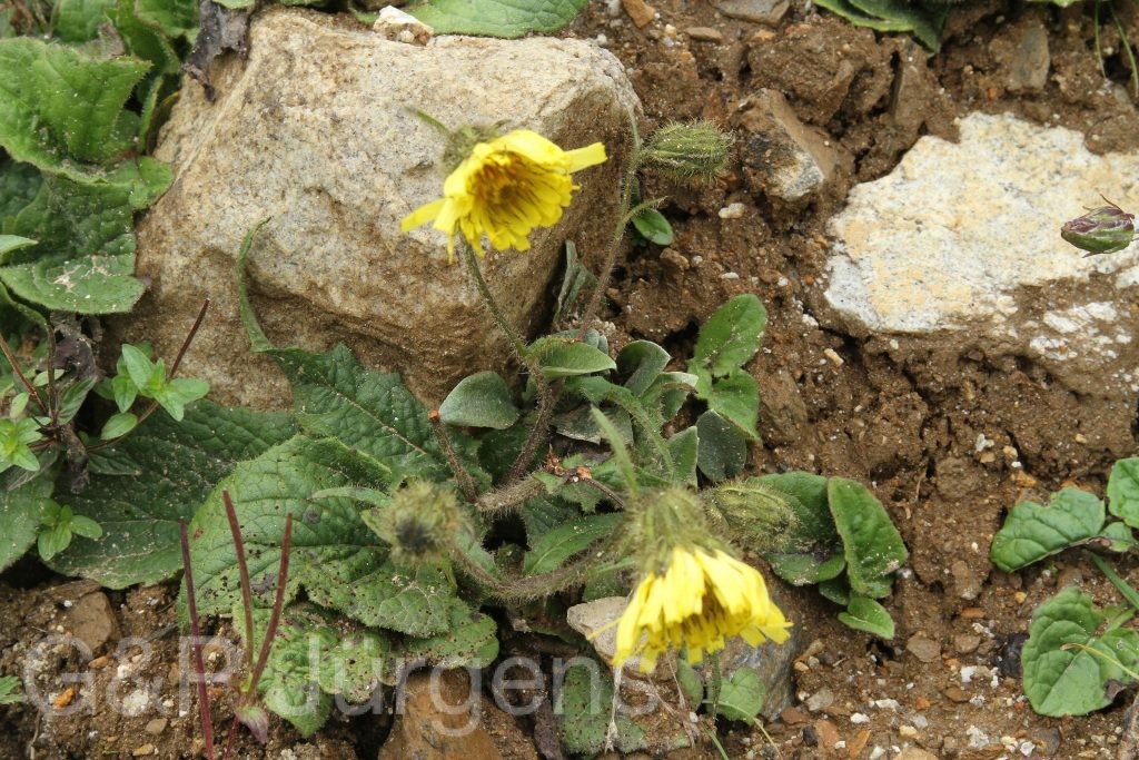 Bhutan2012 56