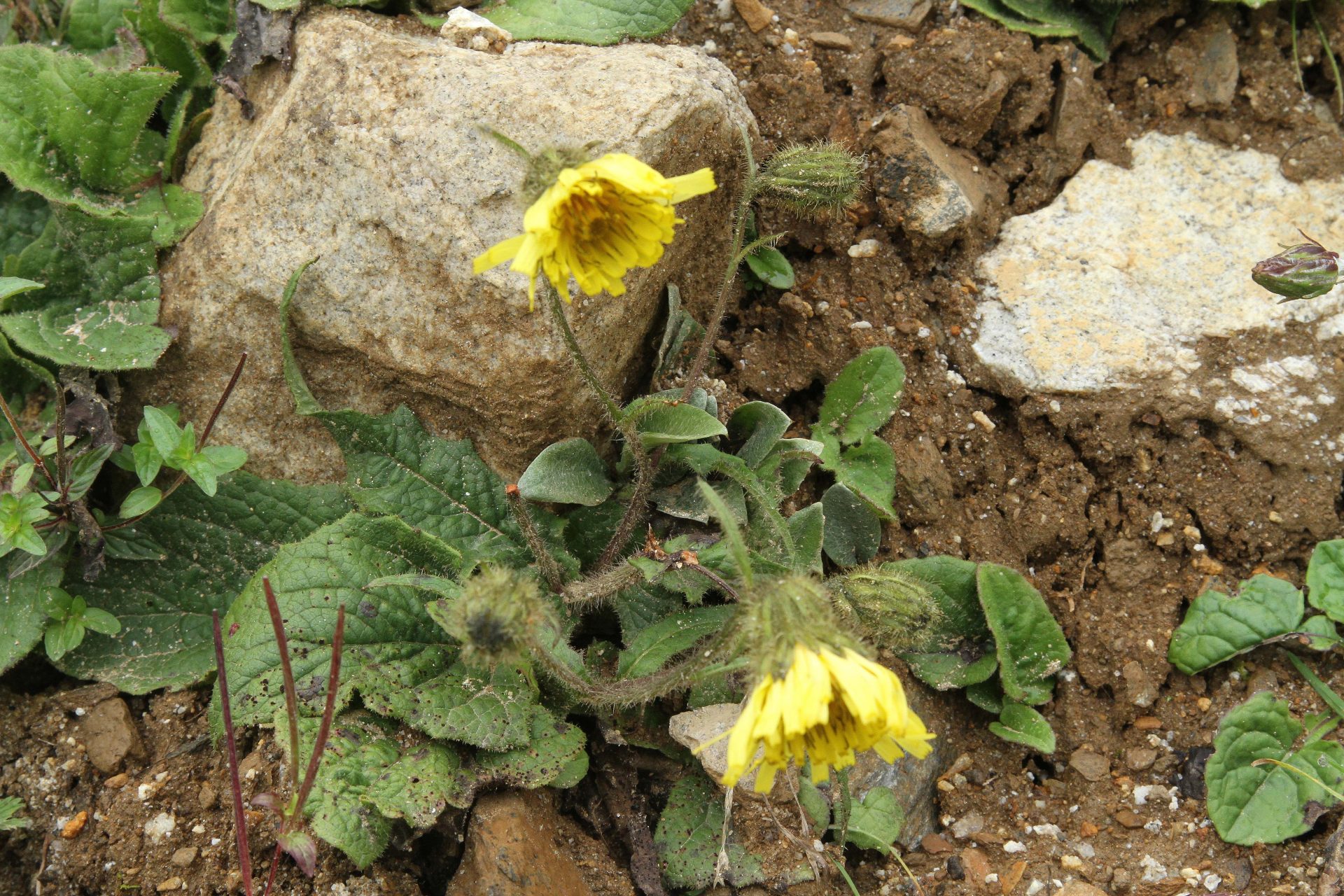 Dubyaea hispida — Asteraceae