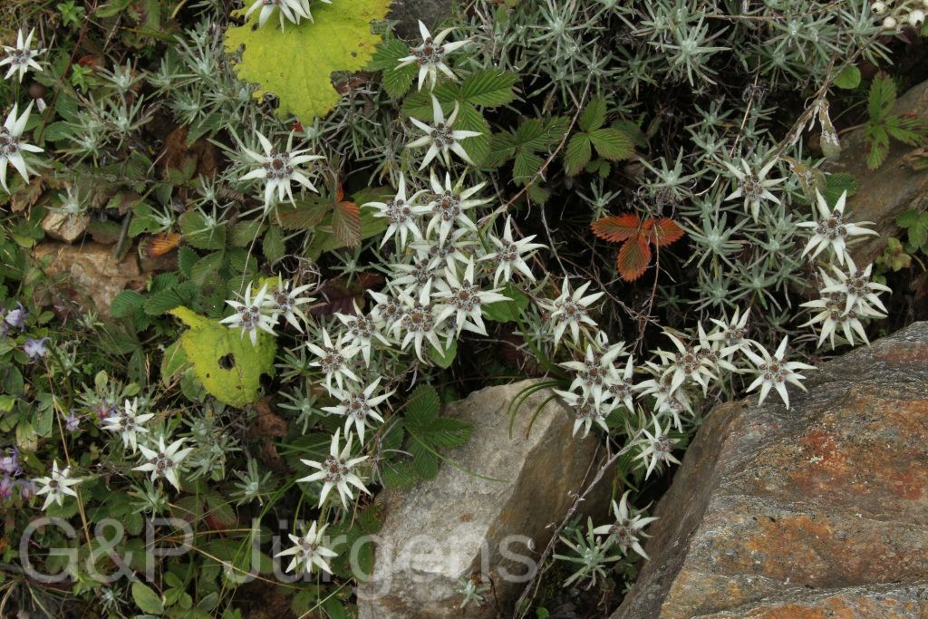 Bhutan2012 57