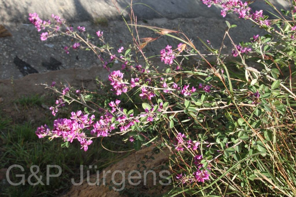 Bhutan2012 573