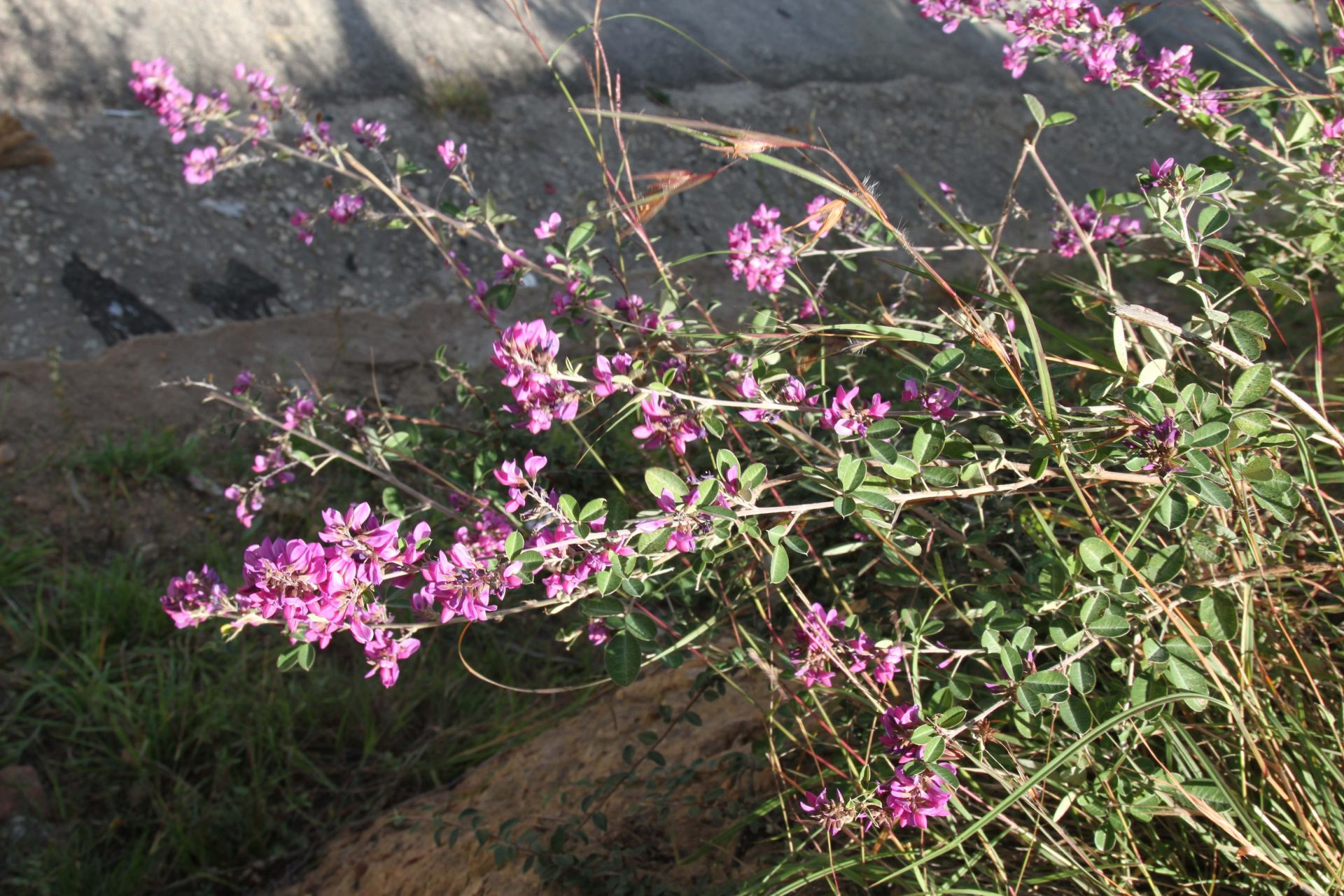 Hylodesmum laxum — Fabaceae