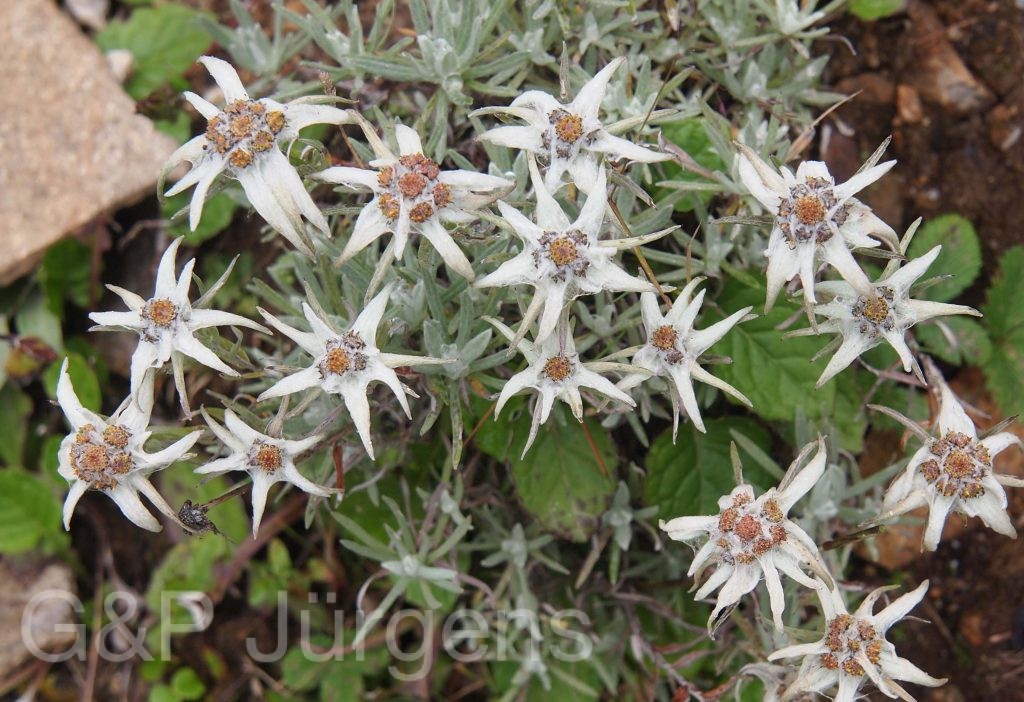 Bhutan2012 61
