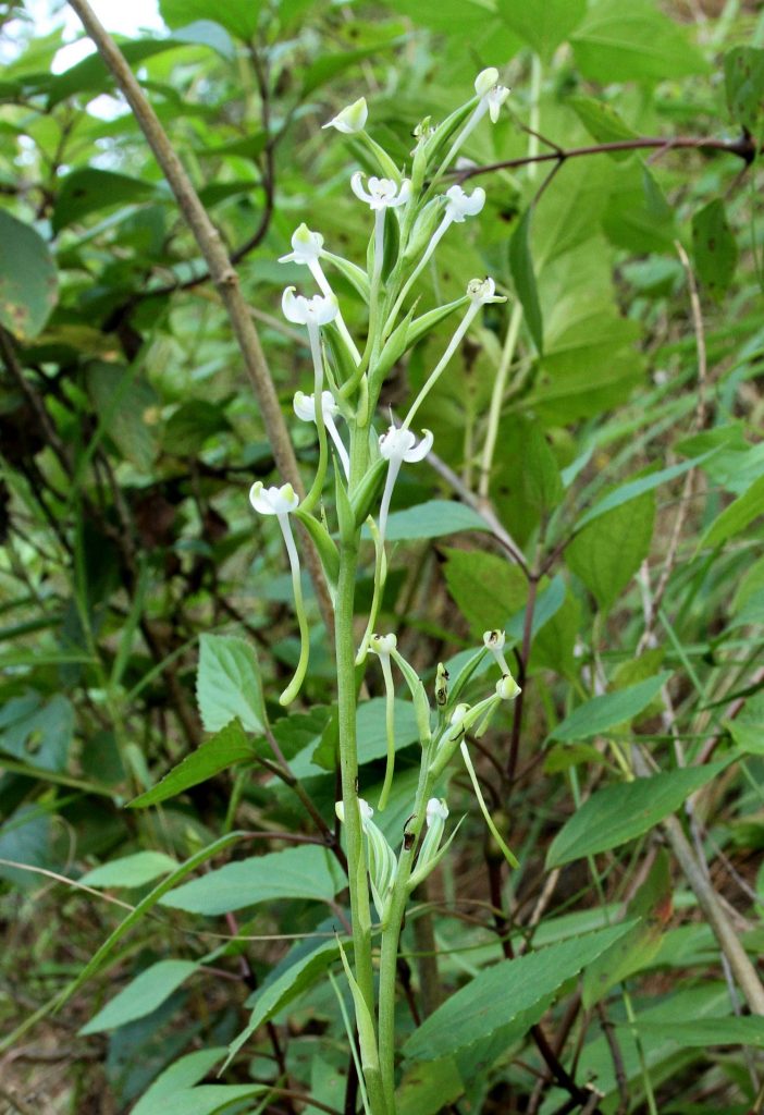 Bhutan2012 624