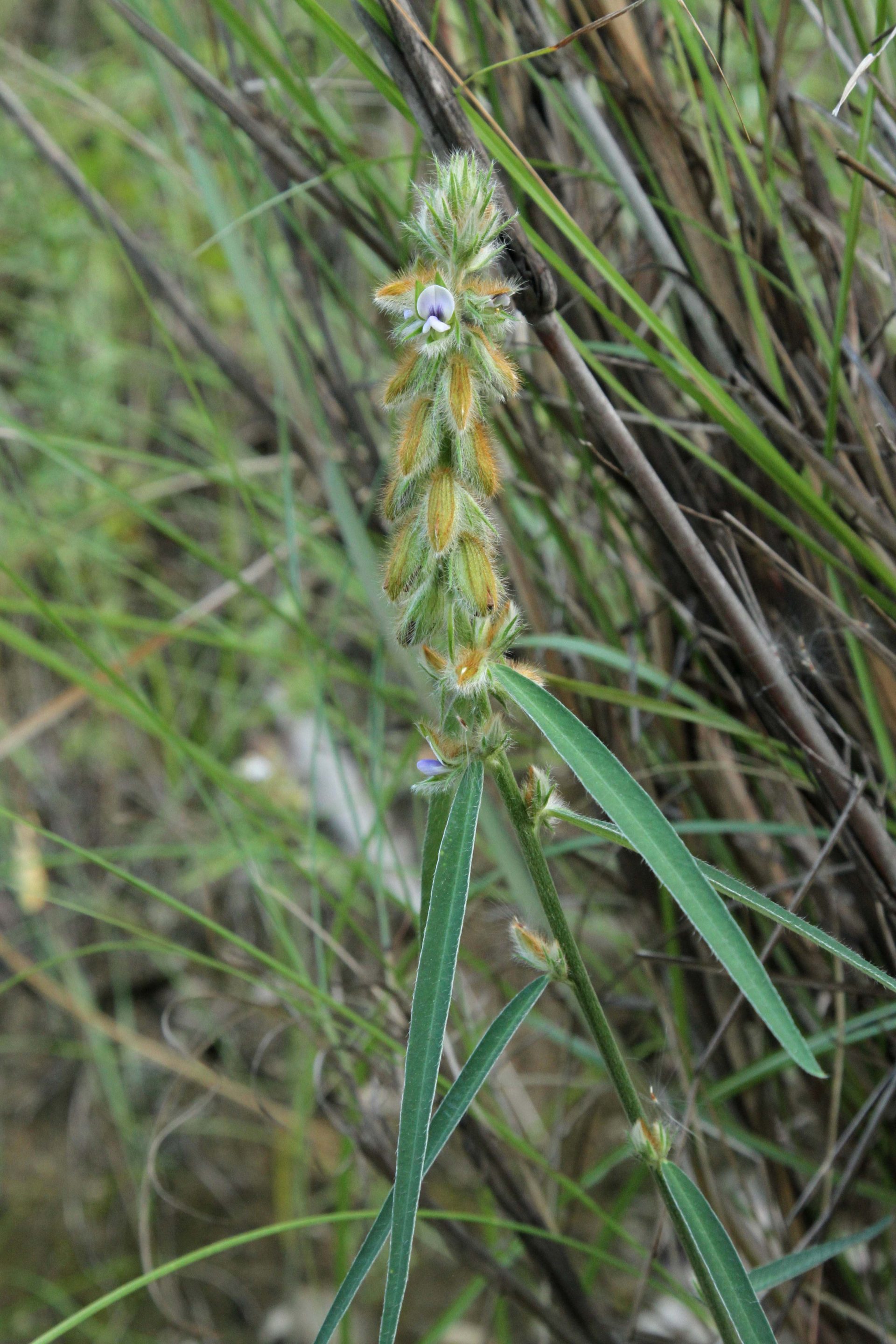 Crotalaria sessiliflora — Fabaceae