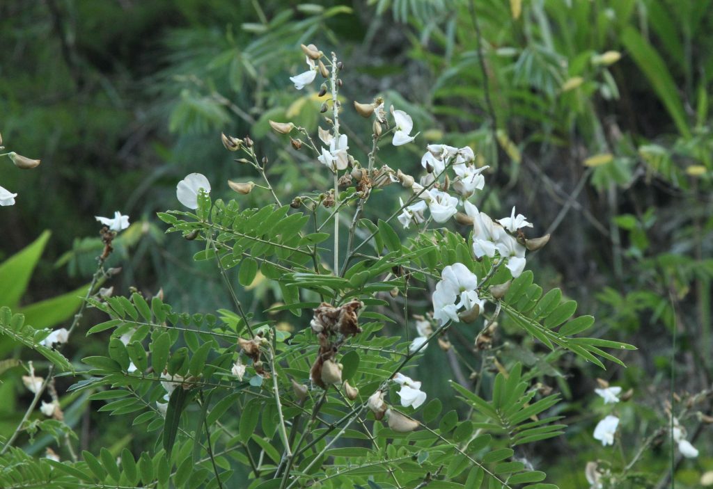 Bhutan2012 628