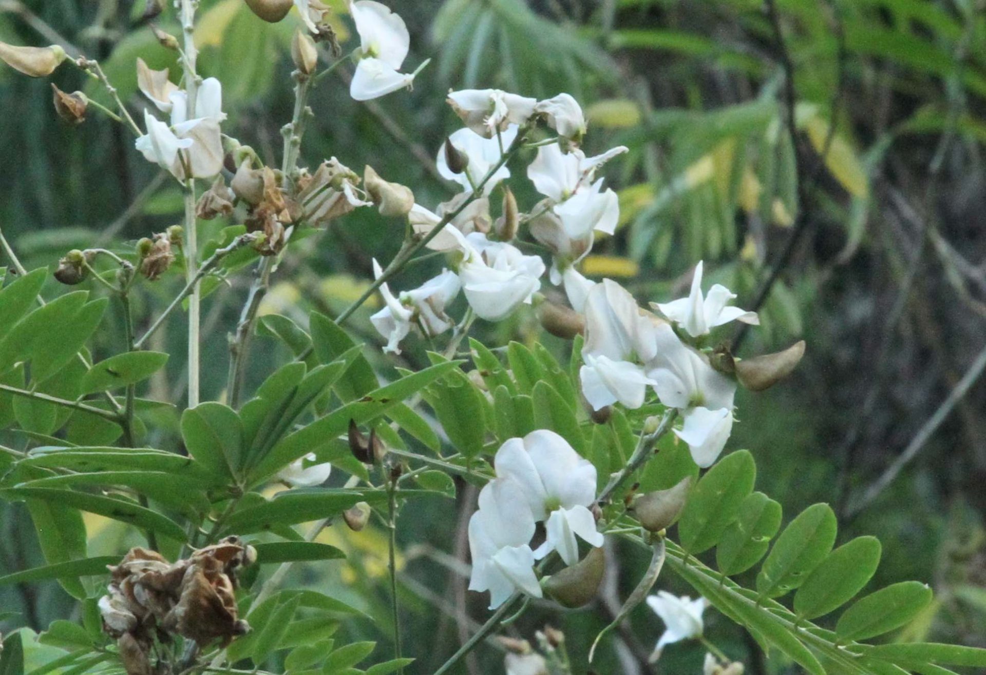 Tephrosia candida — Fabaceae