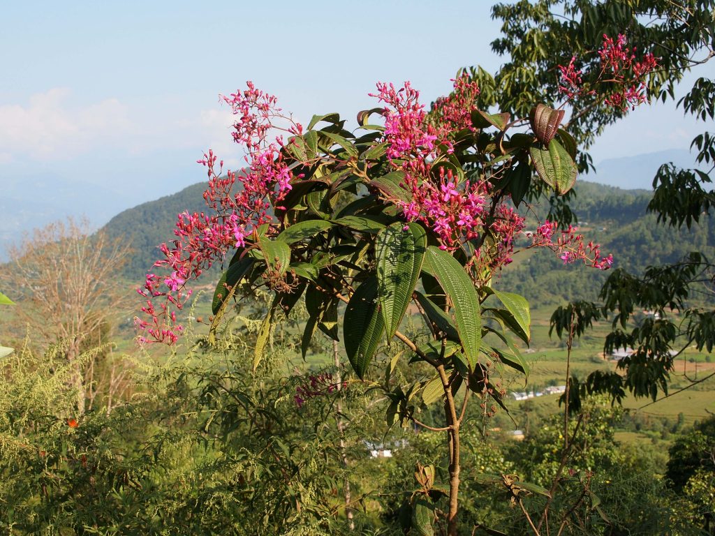 Bhutan2012 632