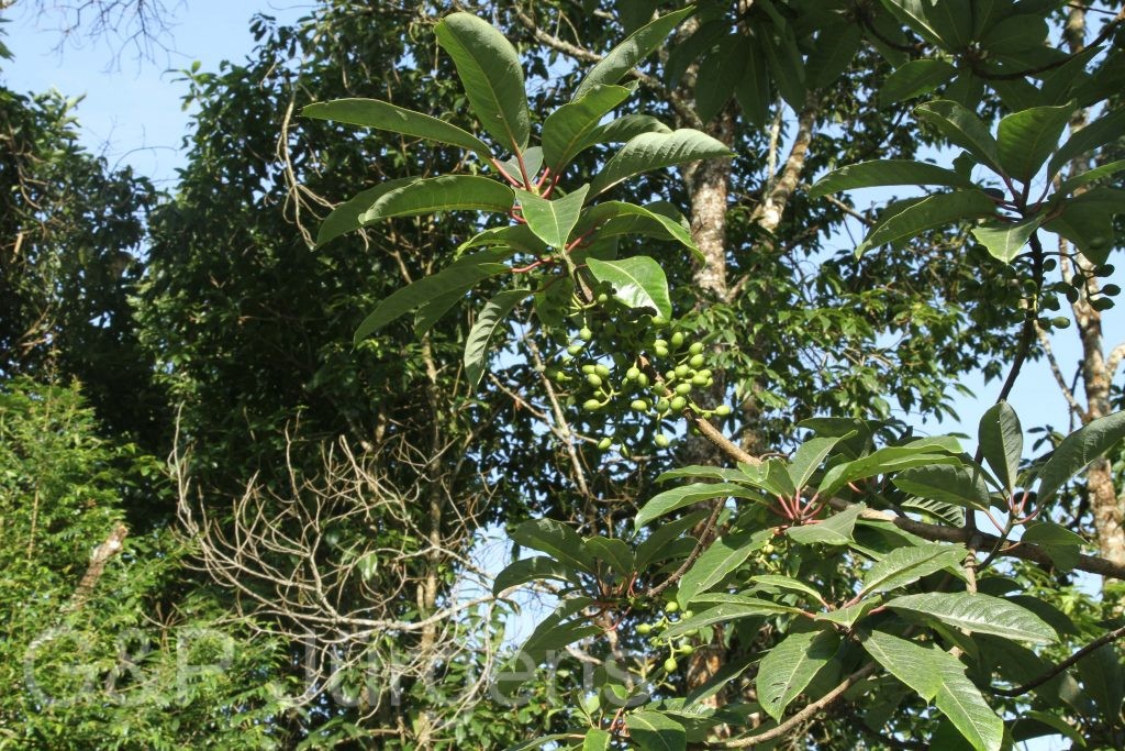 Bhutan2012 636