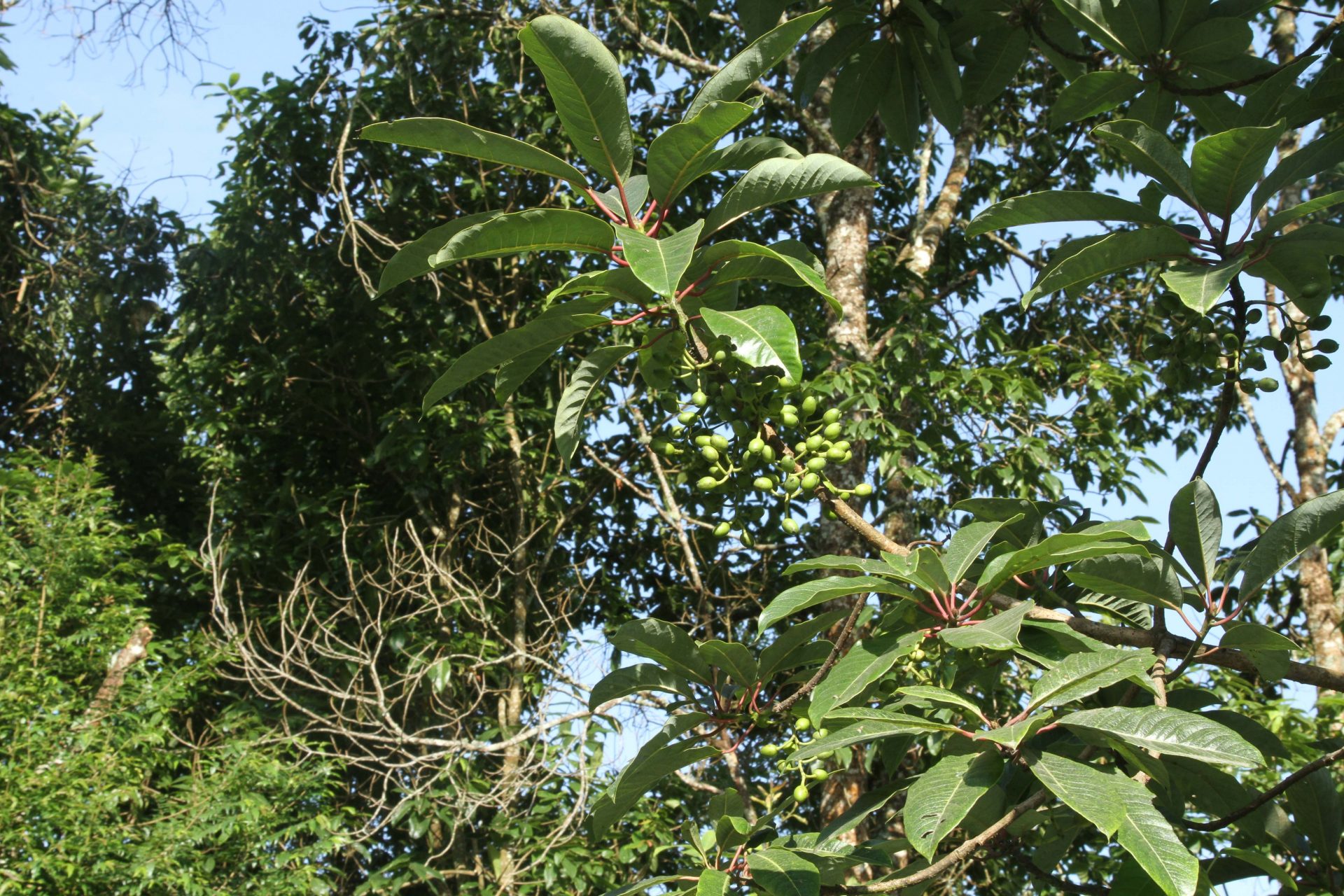 Daphniphyllum chartaceum — Daphniphyllaceae