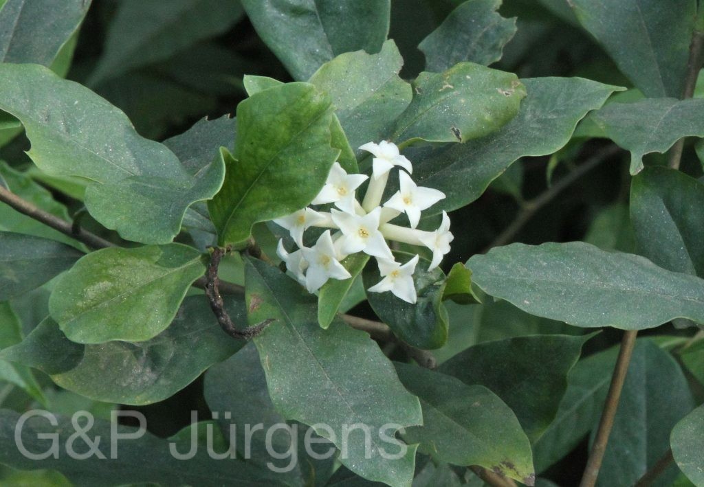Bhutan2012 638
