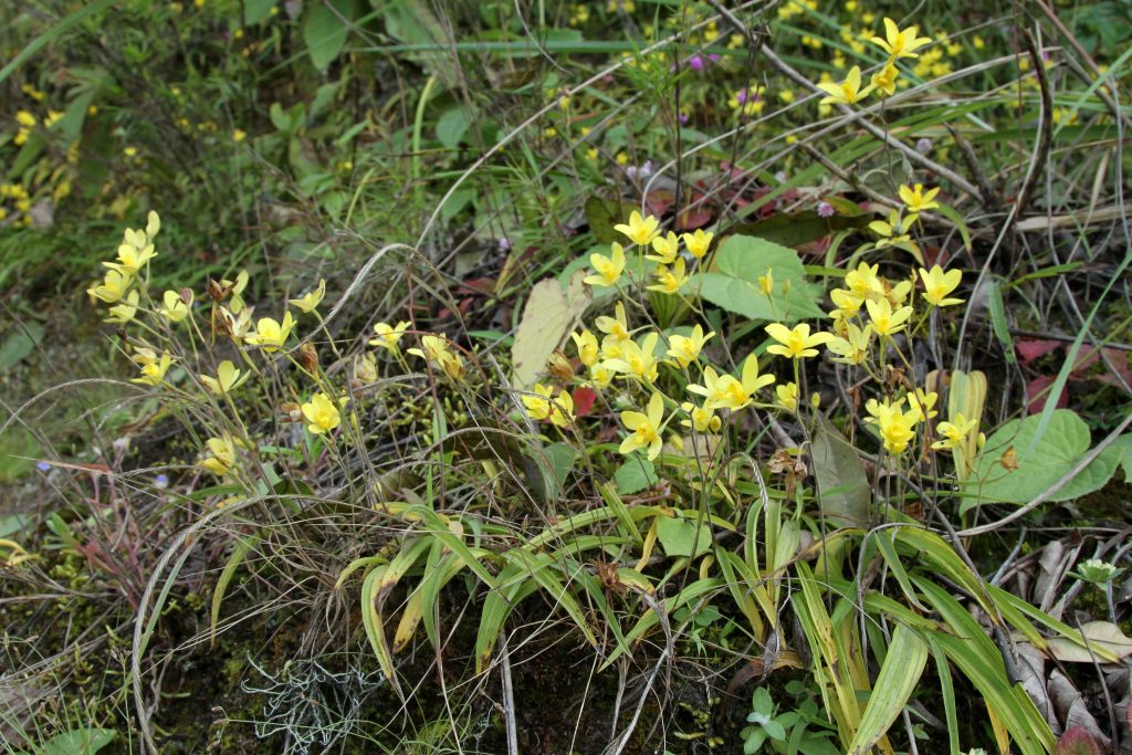 Bhutan2012 641