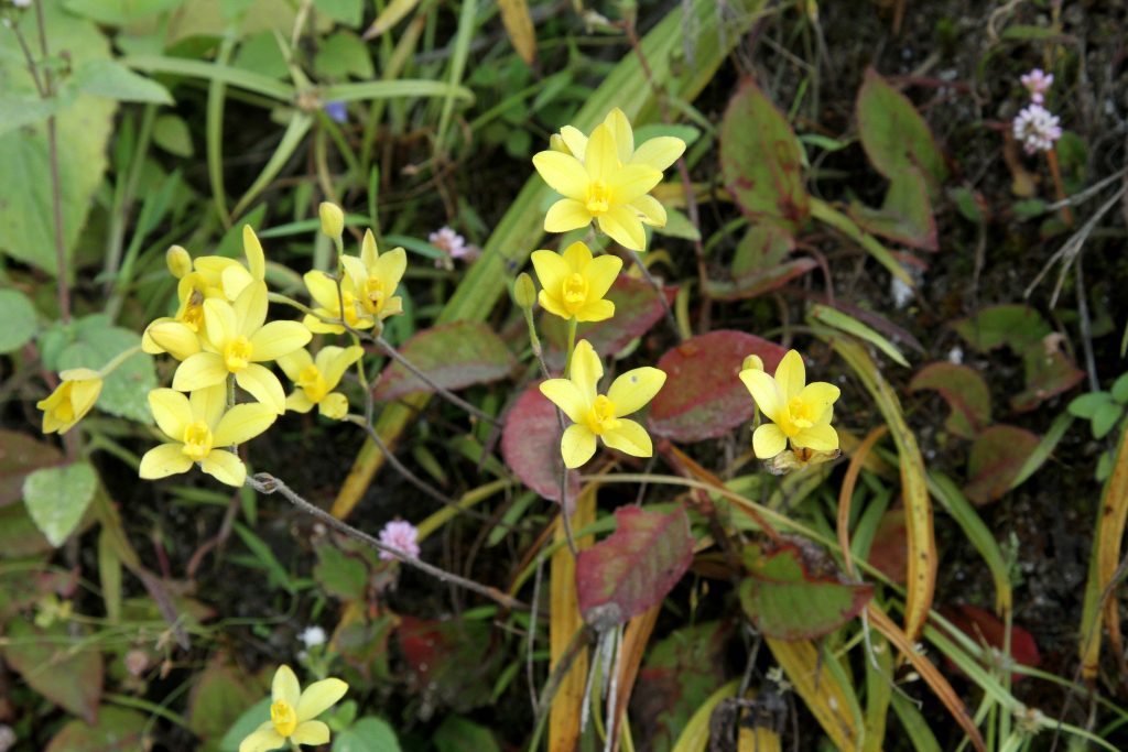 Bhutan2012 642