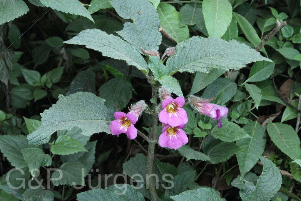 Bhutan2012 646