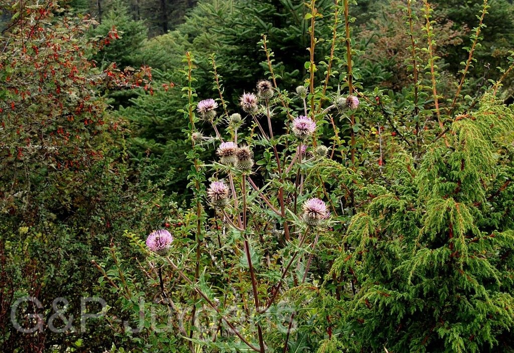 Bhutan2012 65