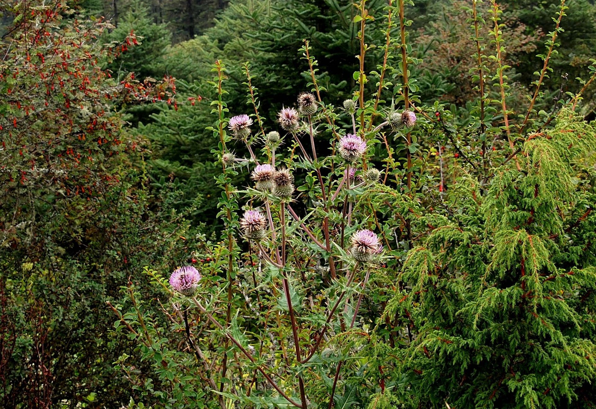Cirsium falconeri — Asteraceae