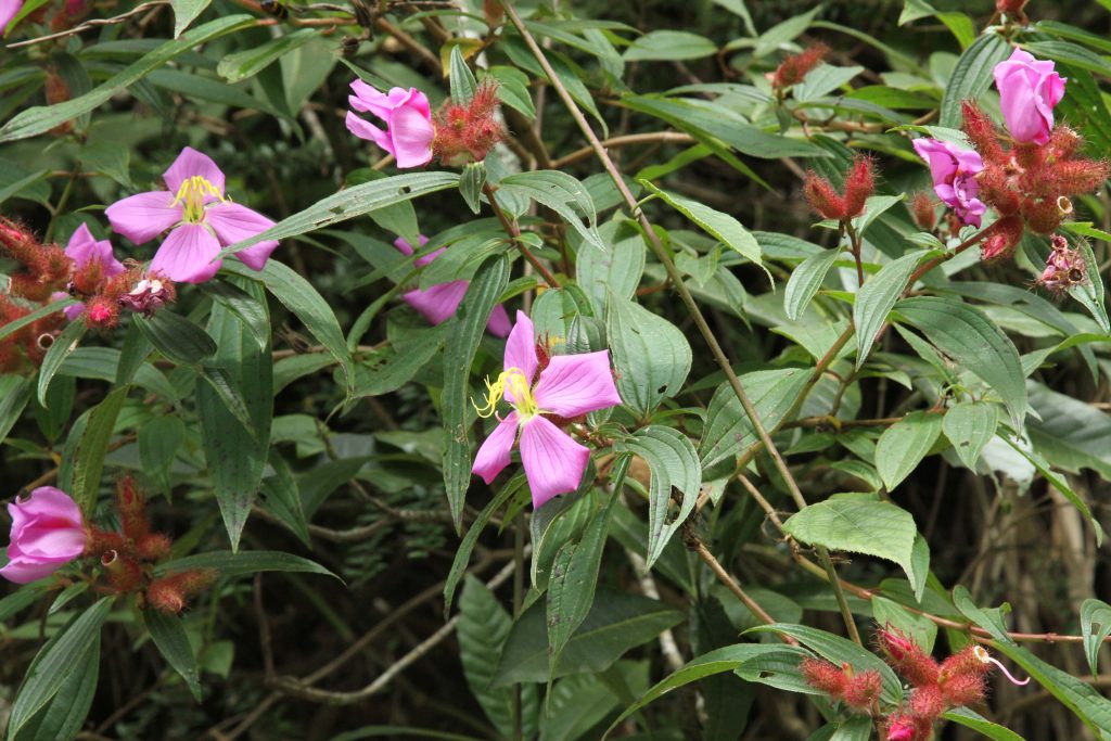 Bhutan2012 660