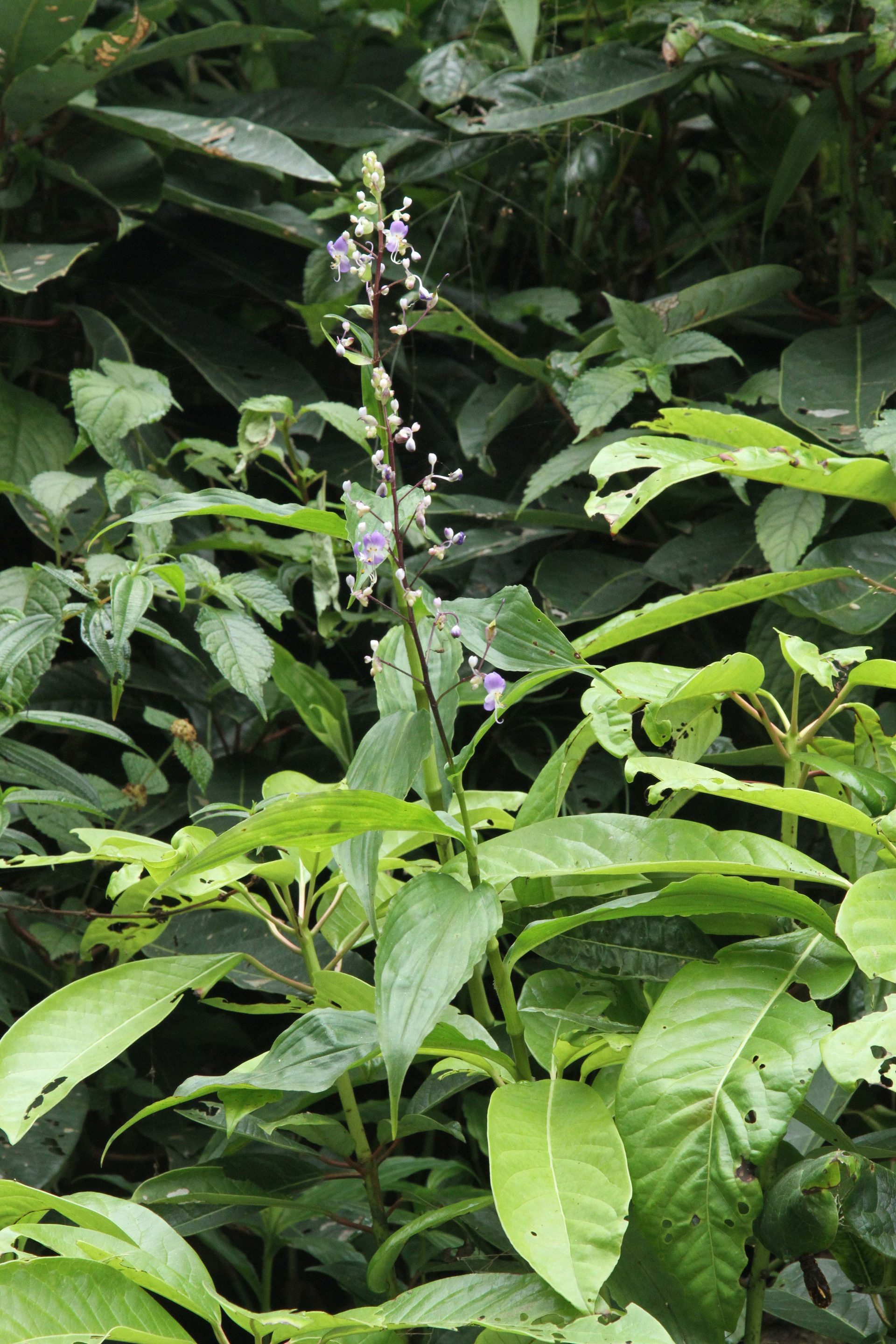 Floscopa scandens — Commelinaceae