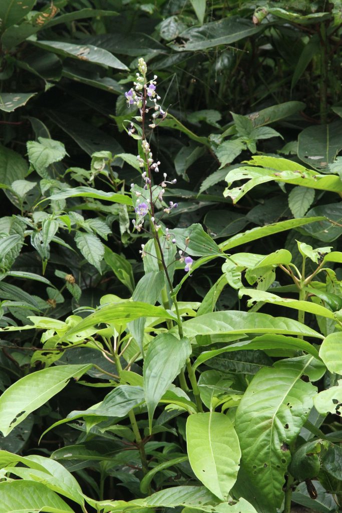 Bhutan2012 662