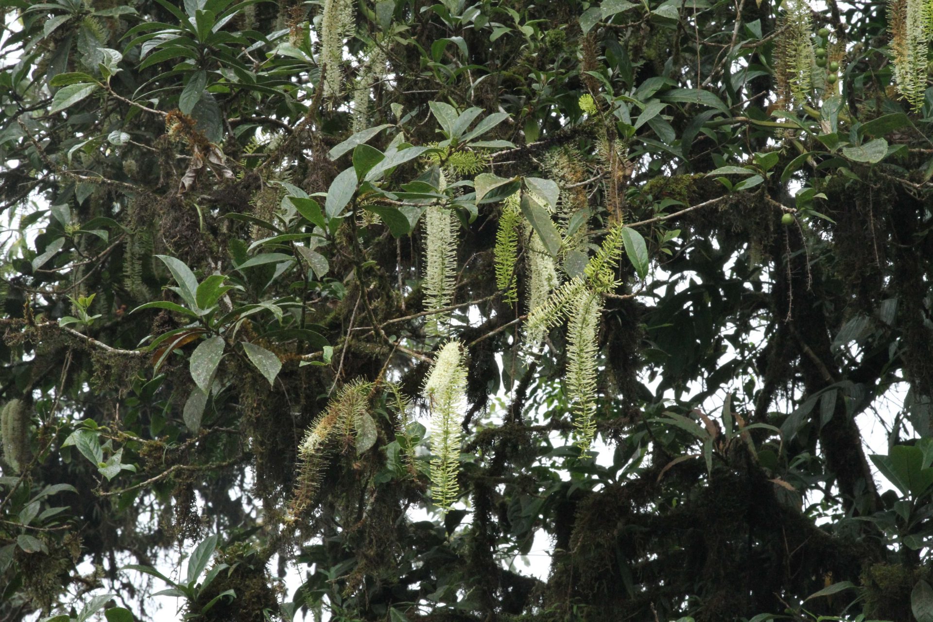 Helicia nilagirica — Proteaceae