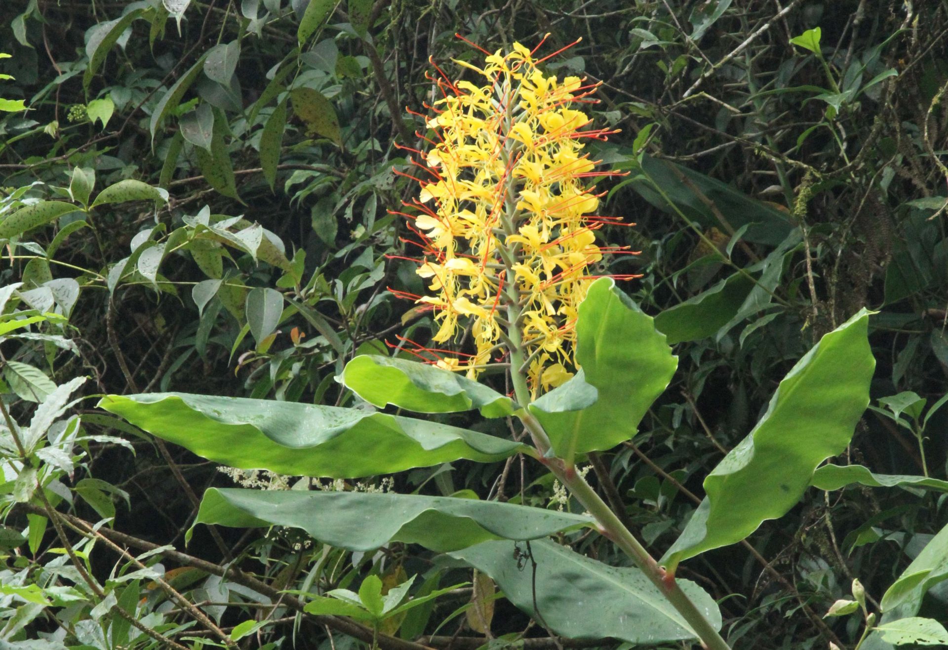 Hedychium gardnerianum — Zingiberacaea