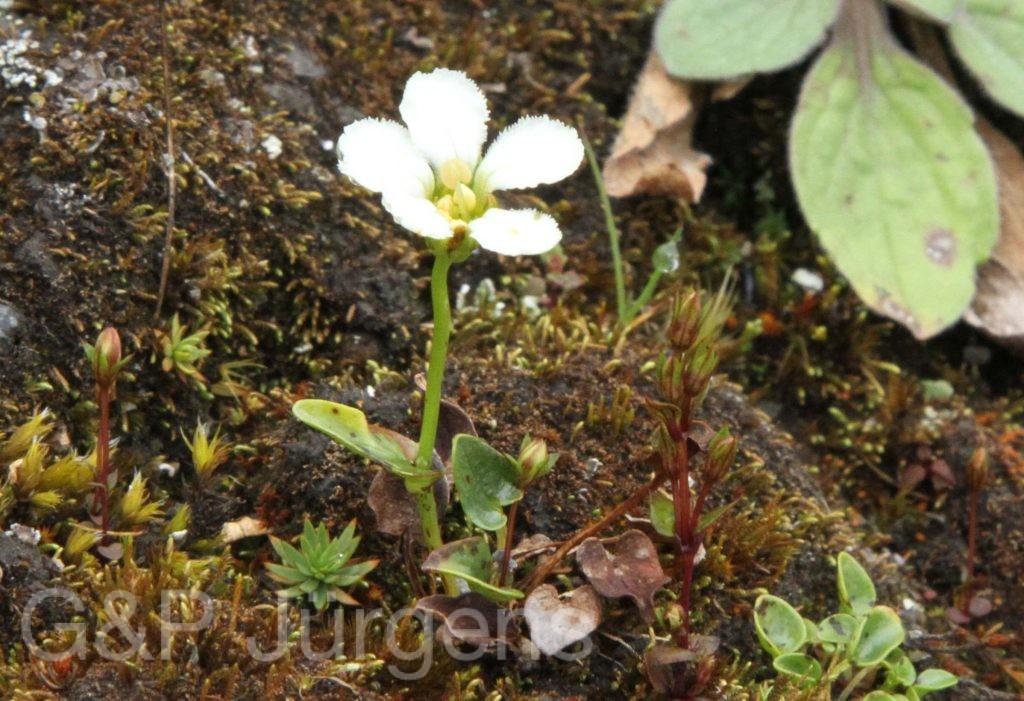 Bhutan2012 67