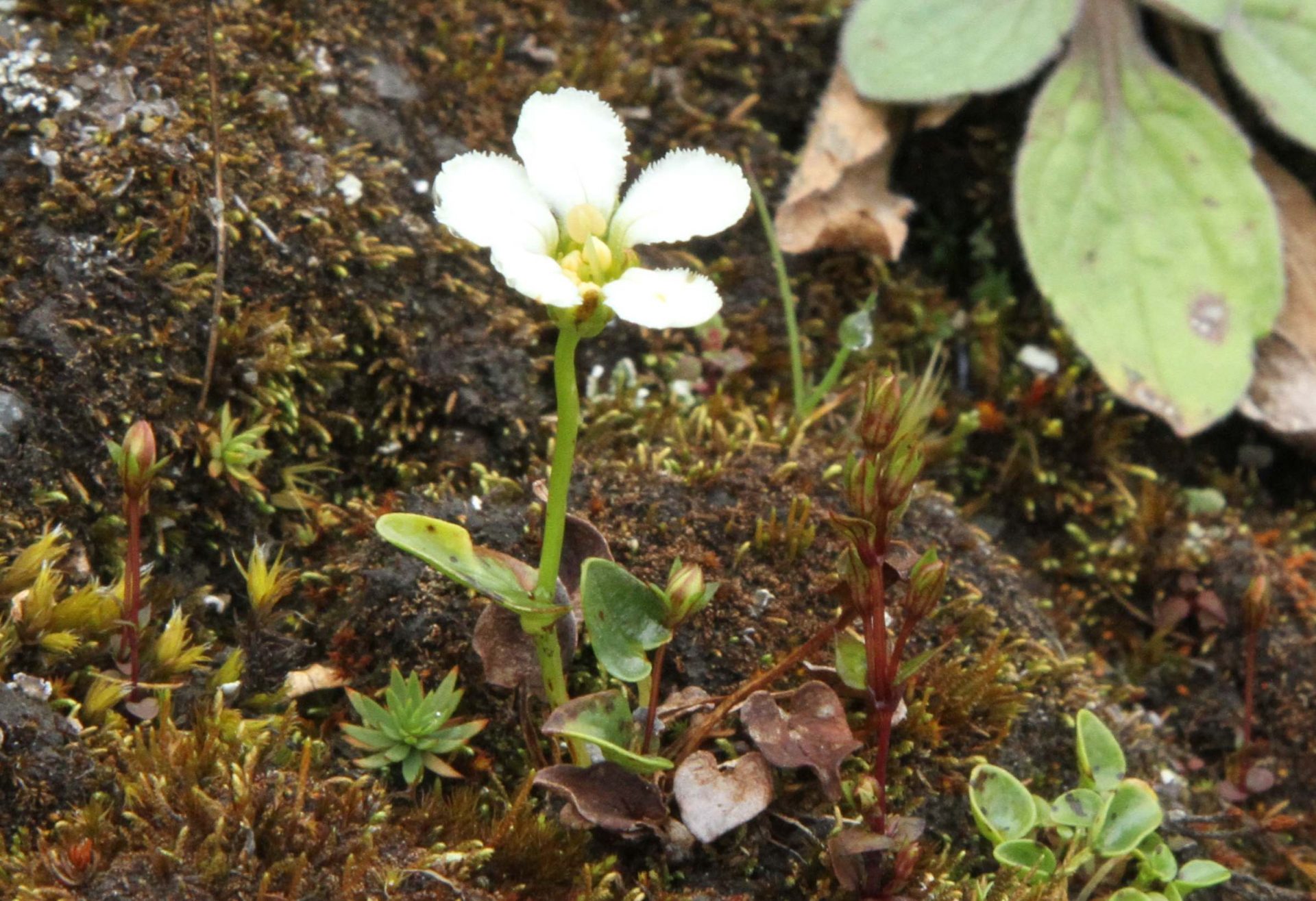Parnassia cooperi — Celastraceae