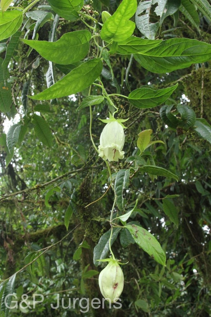 Bhutan2012 672